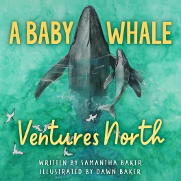 A Baby Whale Ventures North